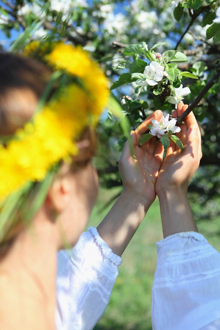 Frauenhände schützend um Apfelblüte gelegt