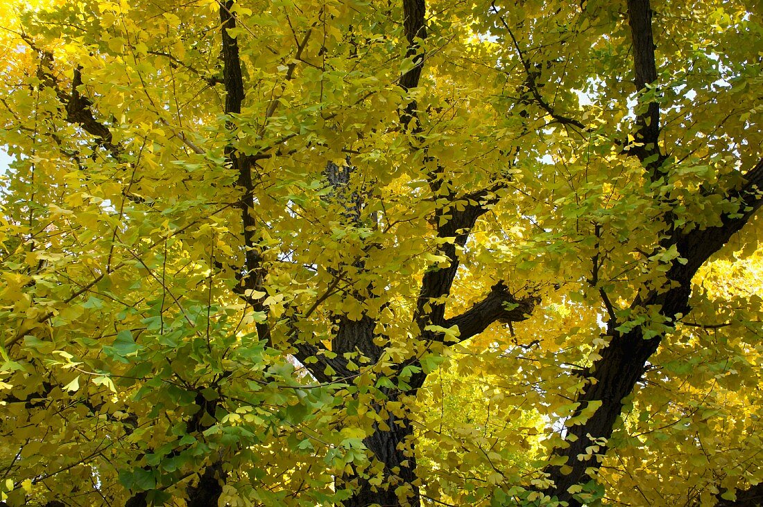 Ginkgobäume mit gelben Blättern