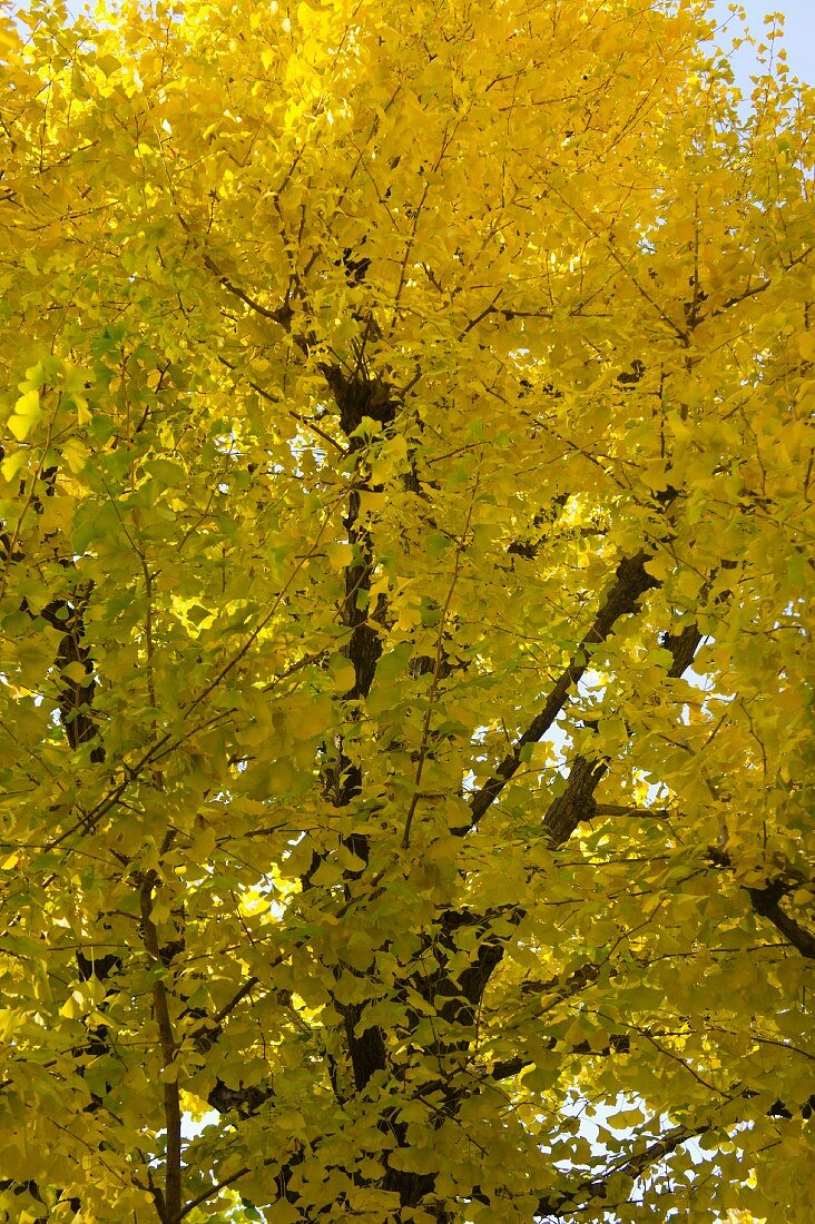 Ginkgobäume mit gelben Blättern