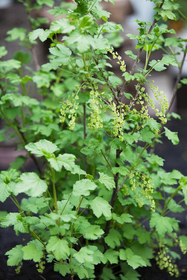 Johannisbeerstrauch im Frühling