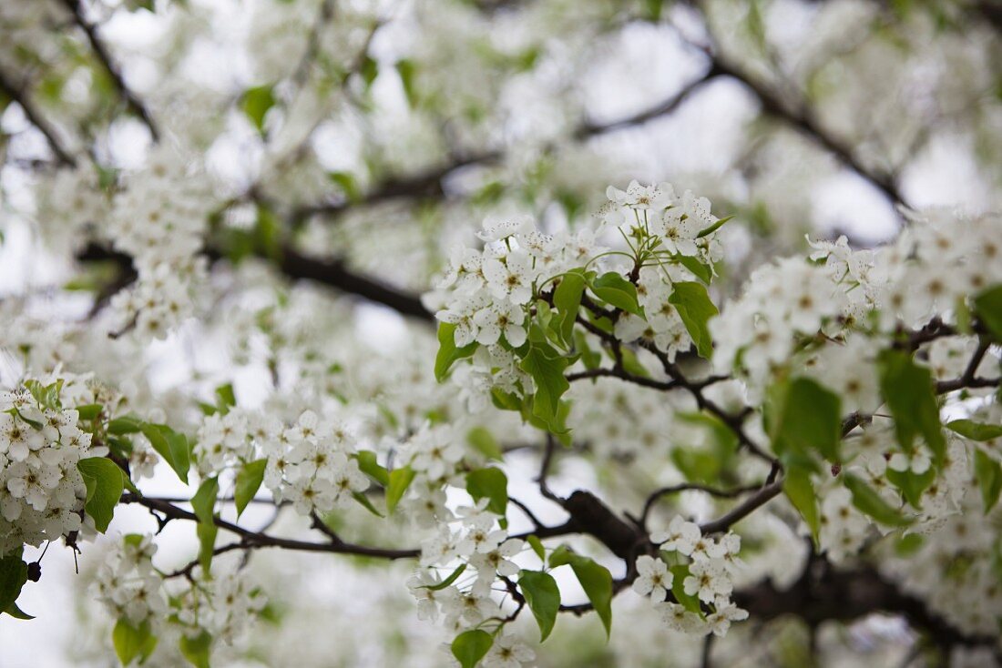 weiße Apfelblüten am Baum