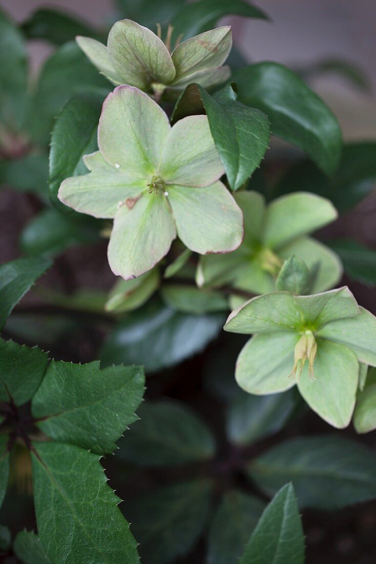 Green Flowers