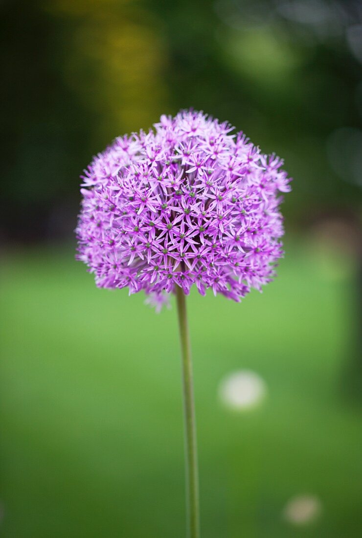 Allium Flower