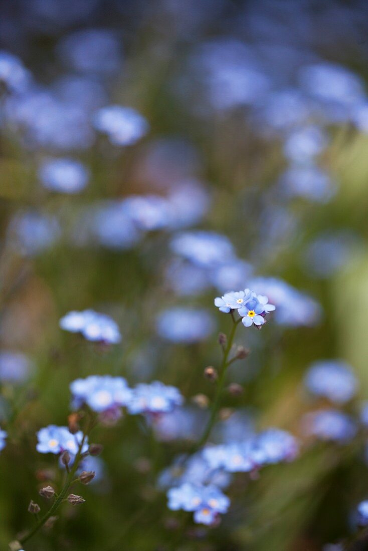 Forget-Me-Nots Growing Outdoors