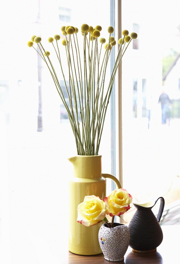 Craspedia und gelbe Rosen in Vasen und schwarzer Krug