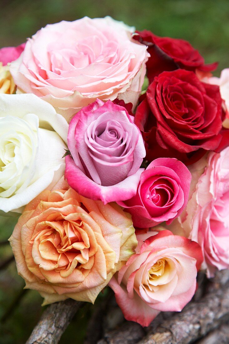 Bouquet of roses of different colours