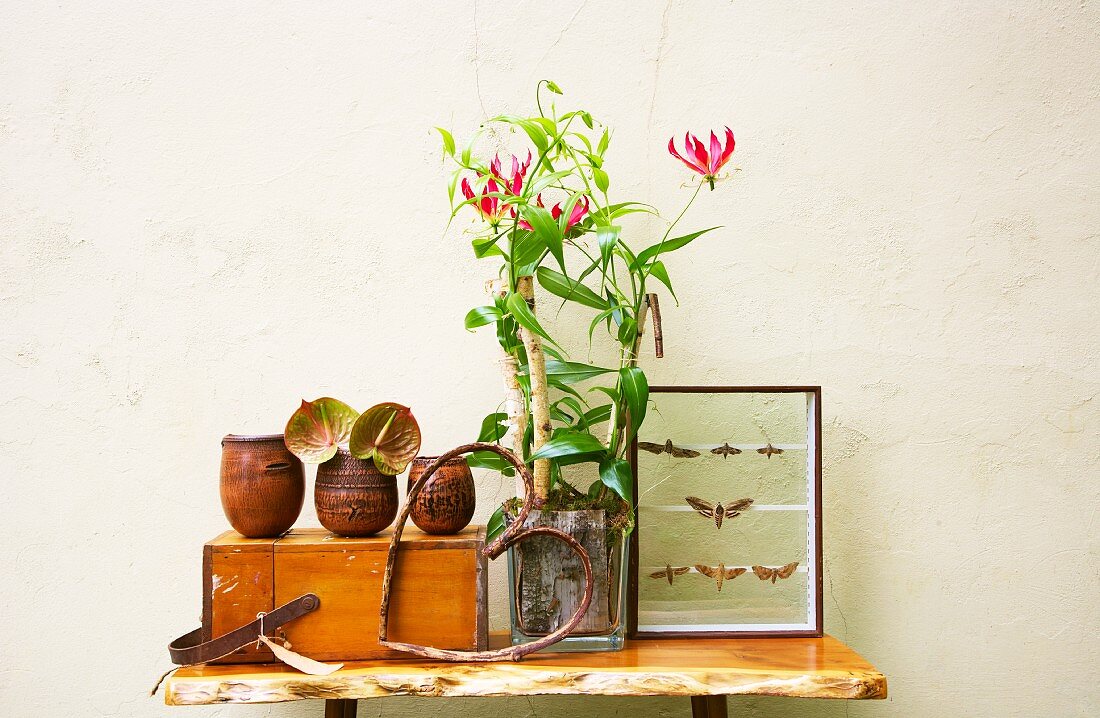 Ruhmeskrone (Gloriosa superba) im quadratischen Blumentopf, Keramikbecher und Sammlung von Schmetterlingen auf Holztisch