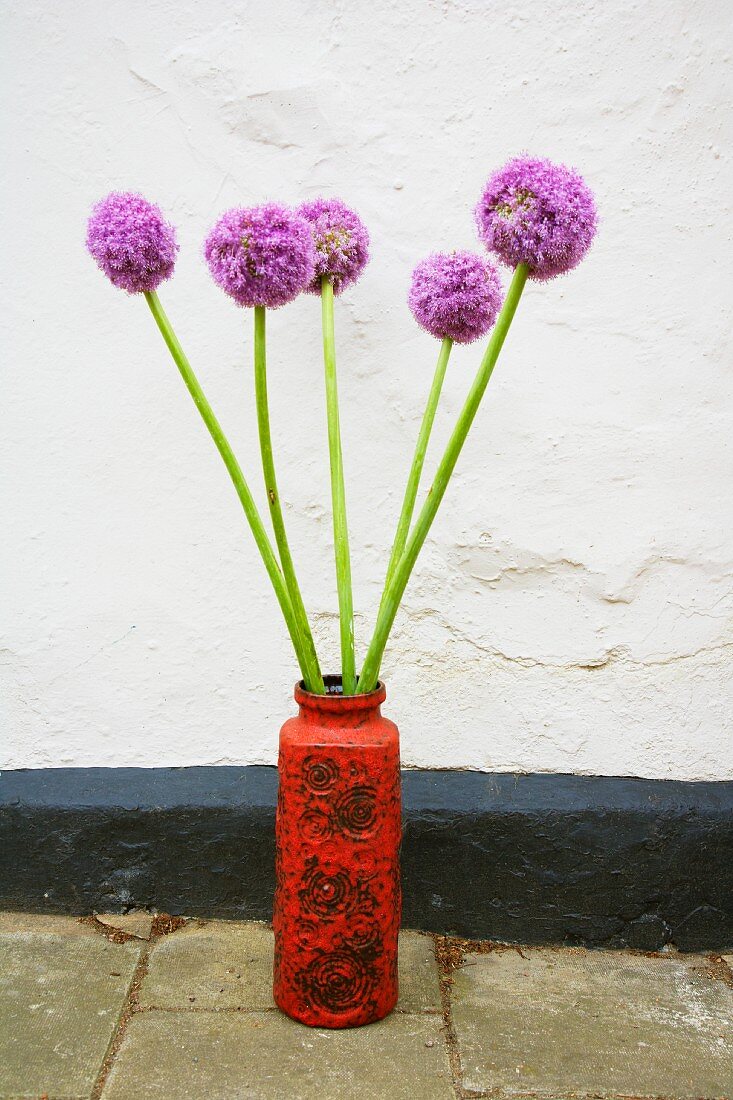 Alliums in vase against white wall