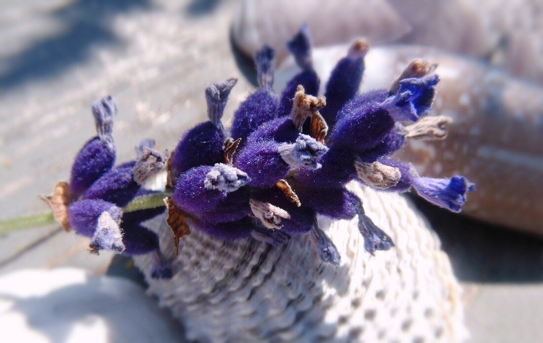 Shells and lavender flower