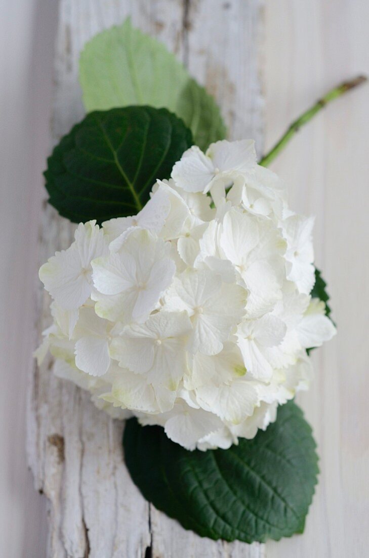 weiße Hortensienblüte auf verwittertem Holzbrett
