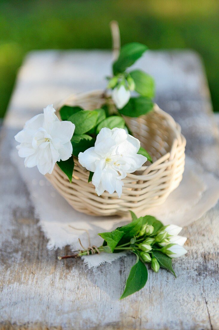 White jasmine flowers in small basket on garden table