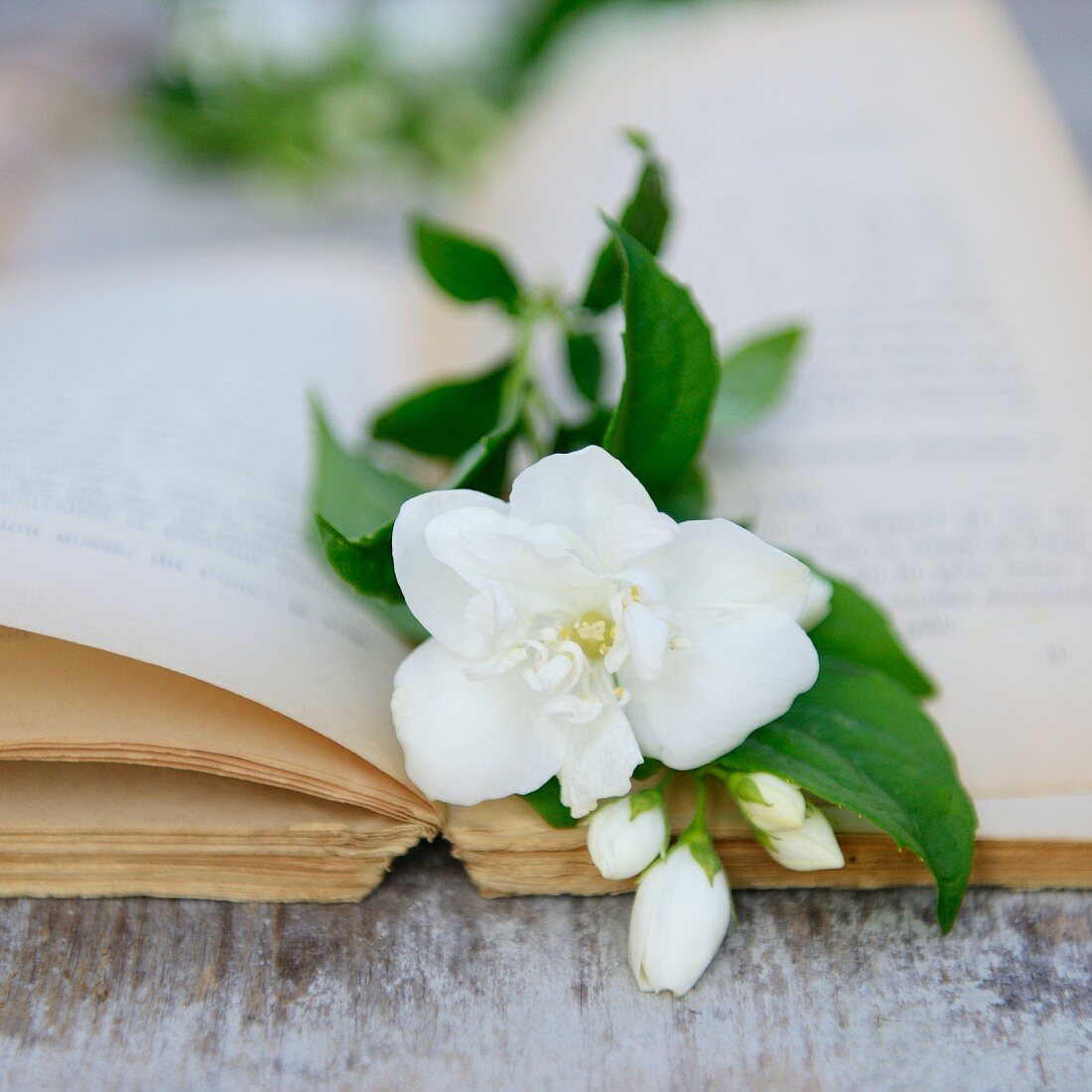 weiße Jasminblumen auf einem alten Buch