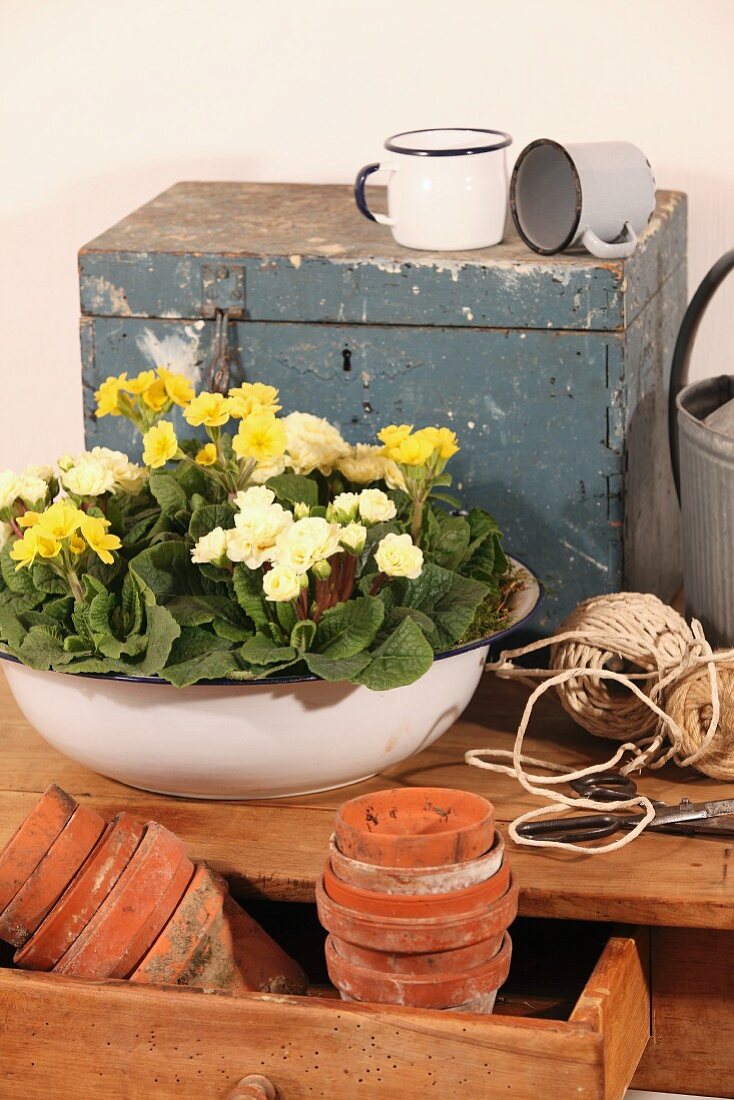 Tonöpfe in offener Schublade und Schüssel mit Frühlingsblumen vor Vintage Truhe