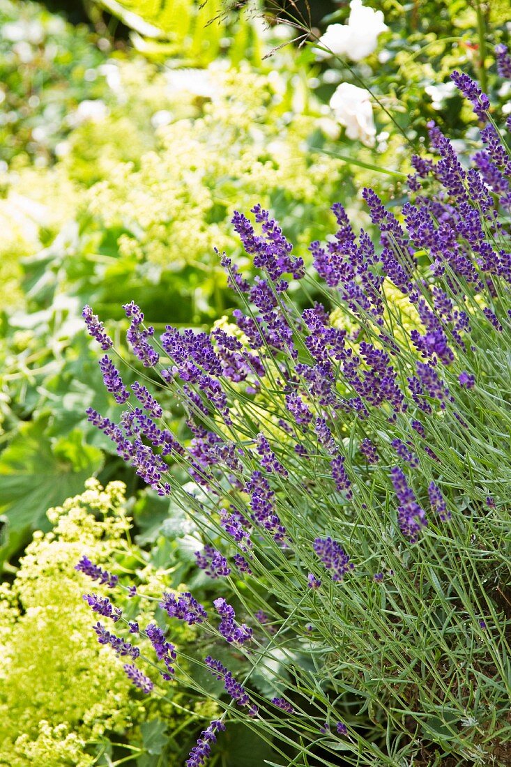 Blühender Lavendel im Garten