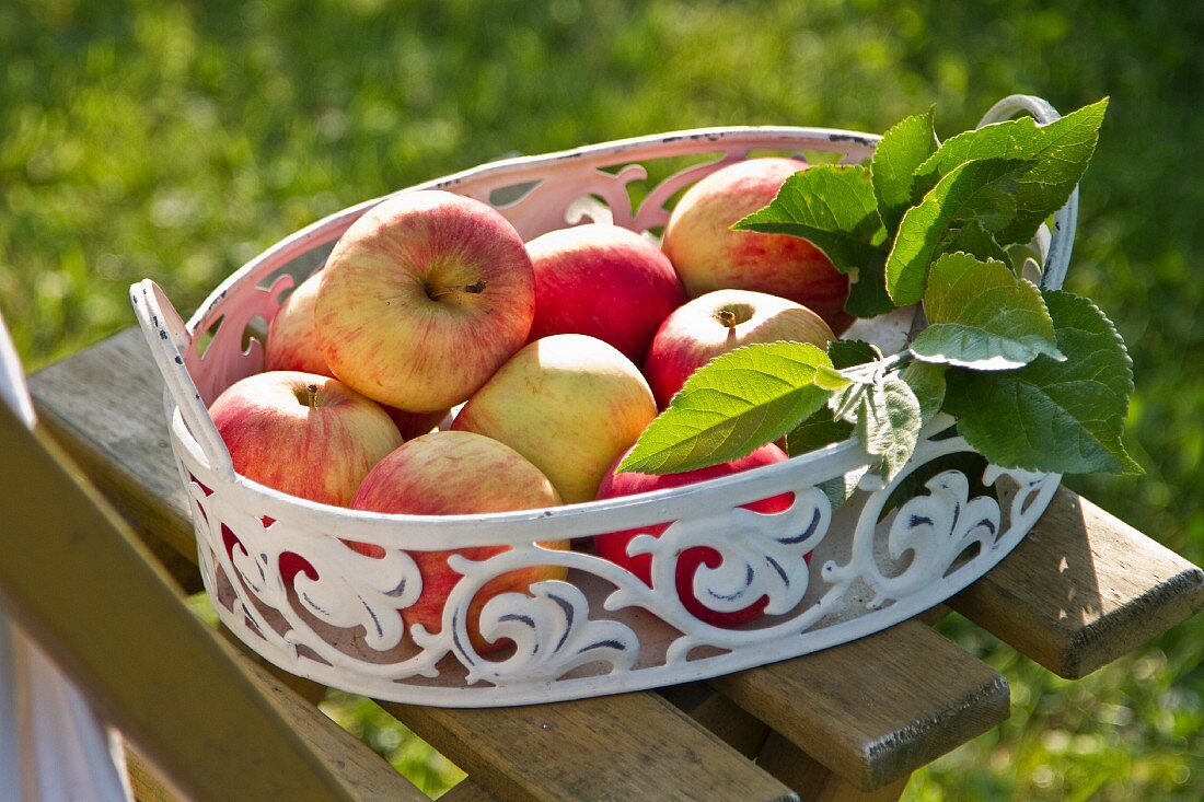 Red apples in metal dish on garden chair