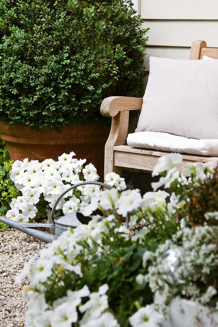 Gartenstuhl, Buchsbaumkugel, weiße Blumen und Giesskanne vor einer Hauswand