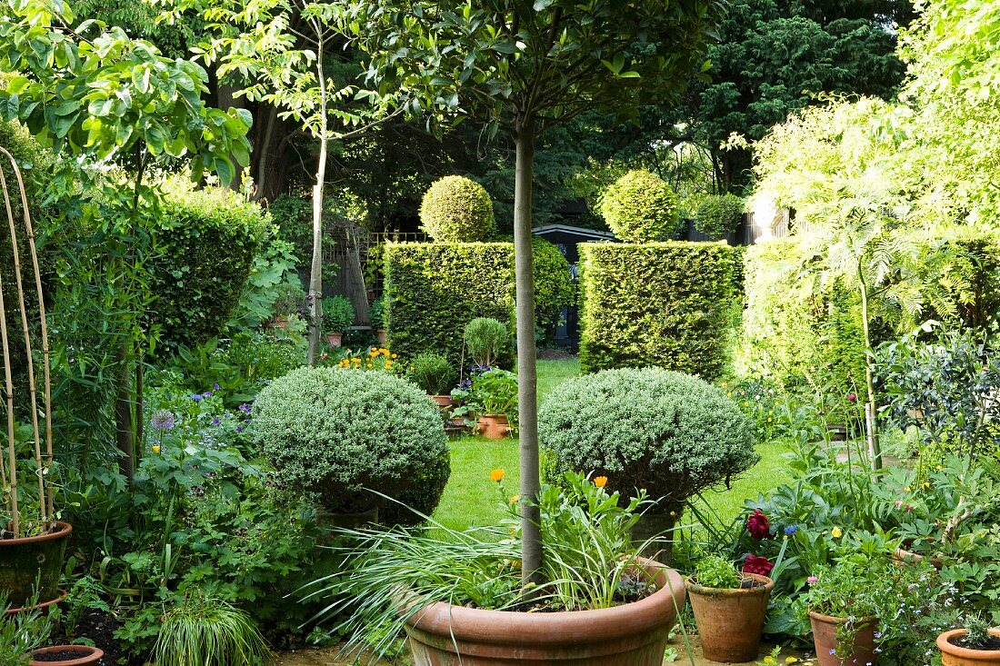 Sommergarten mit in Form geschnittenen Hecken und Pflanzen in Töpfen