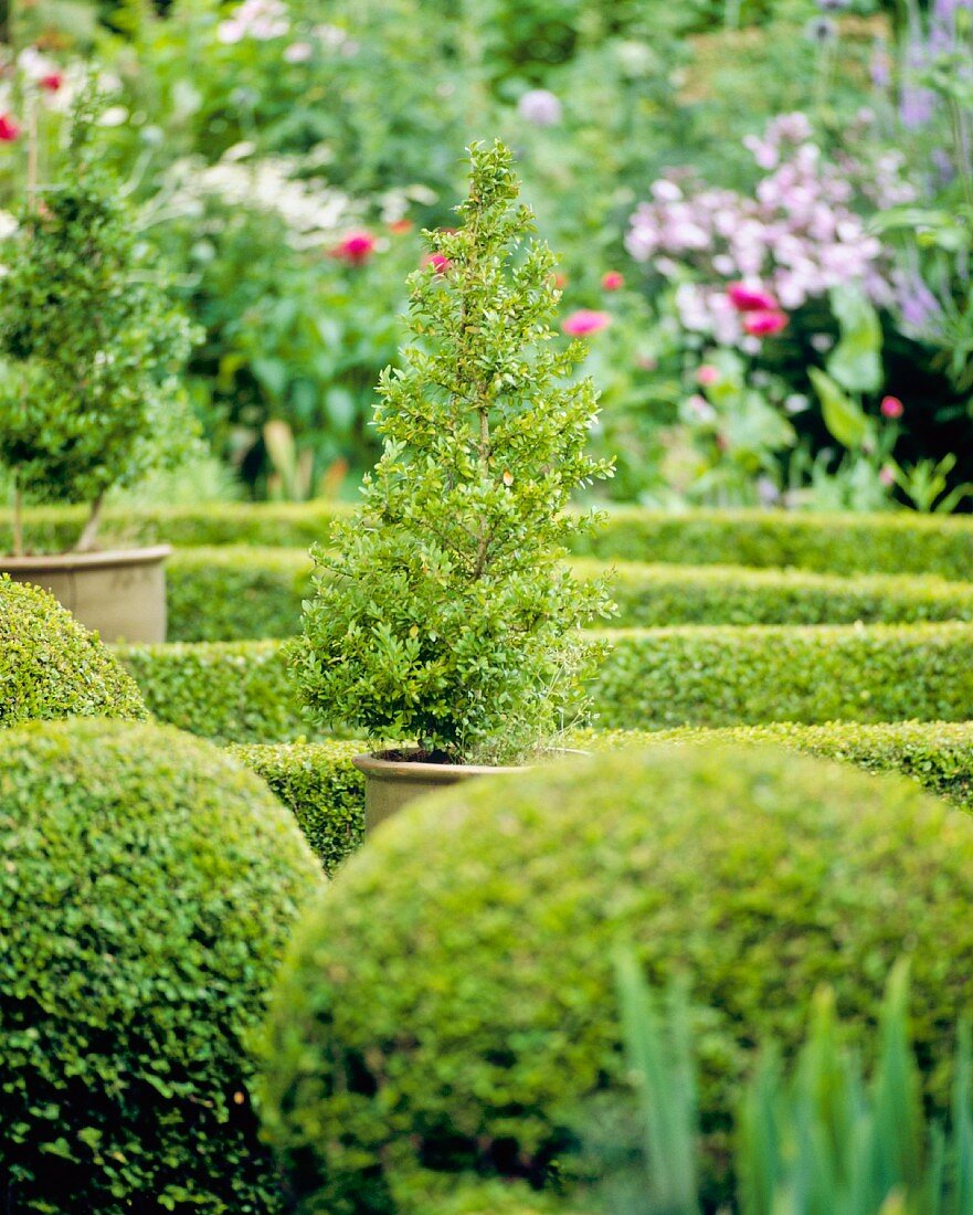 Blick auf Gartenanlage mit Buchsbaumkugeln & Buchsbaumhecken im Formschnitt