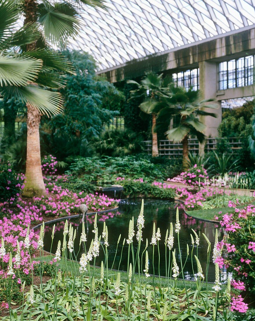 Atrium Garten mit Teich und Palmen
