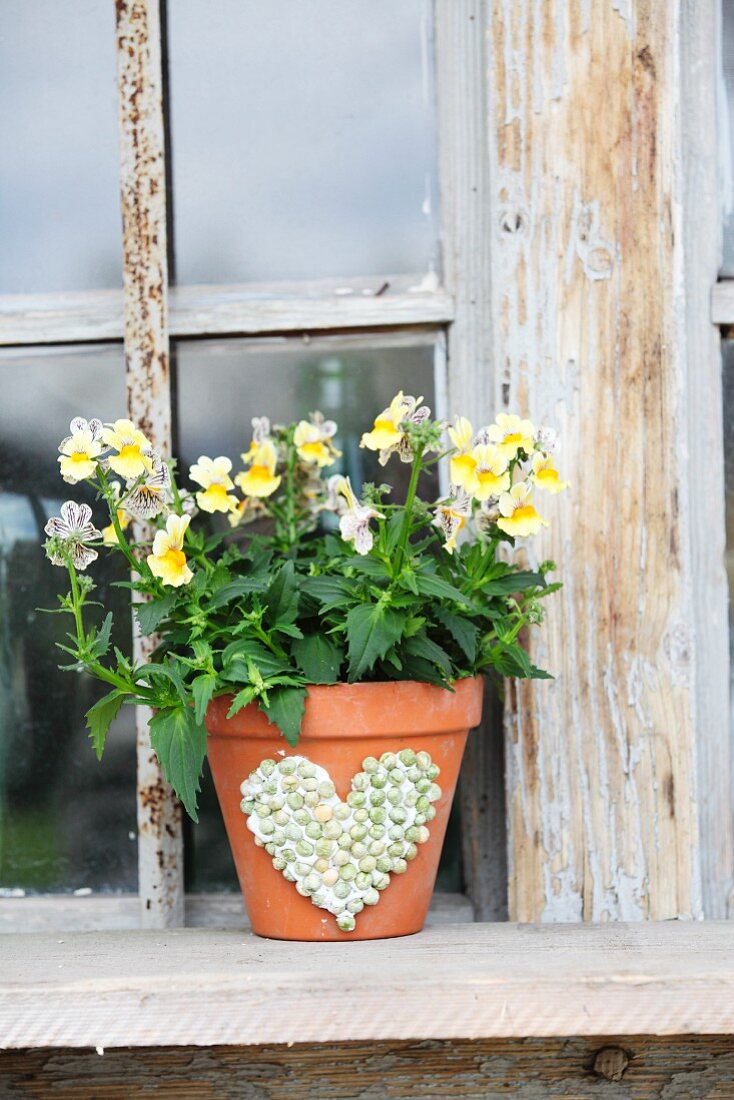 Yellow horned violets in terracotta pot decorated with heart motif made from peas