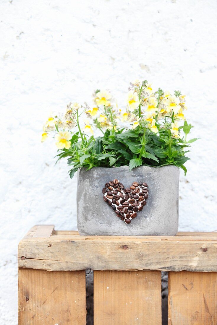 Yellow horned violets in grey planter decorated with heart of coffee beans