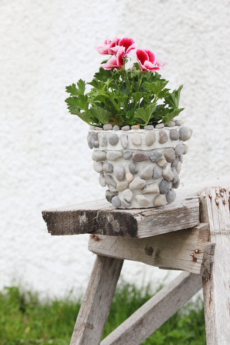 Blühende rot-weiße Duftpelargonie im Blumentopf mit Kieselsteinen verziert