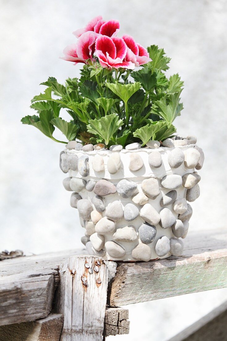 Blühende rot-weiße Duftpelargonie im Blumentopf mit Kieselsteinen verziert