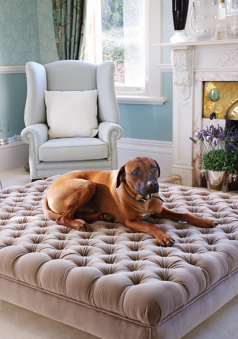 Hund auf gepolstertem Couchtisch vor hellem Lesesessel im traditionellen Wohnzimmer mit offenem Kamin