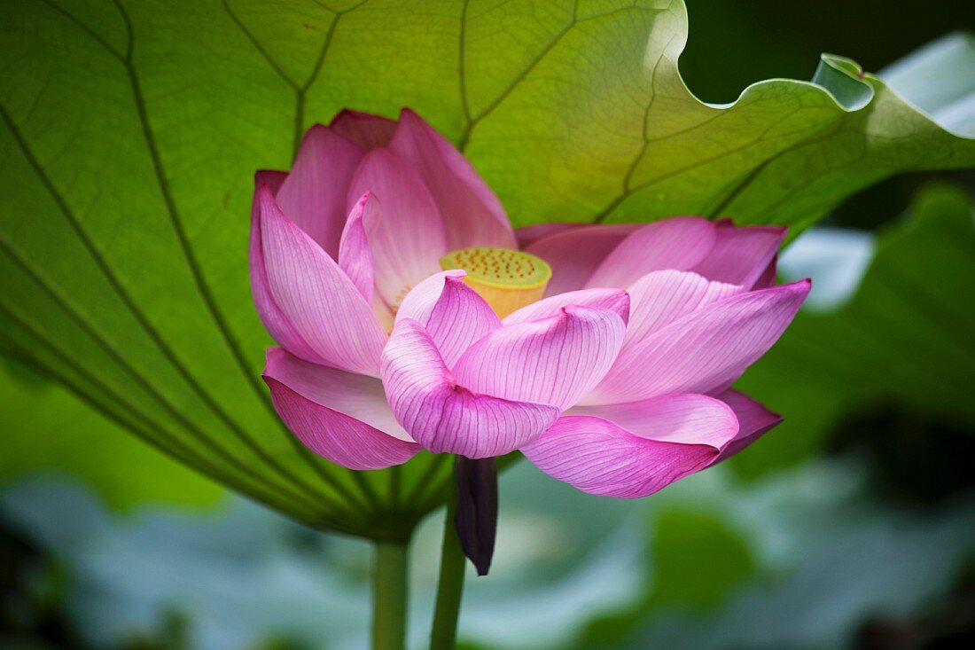 Lotus flower in front of leaf