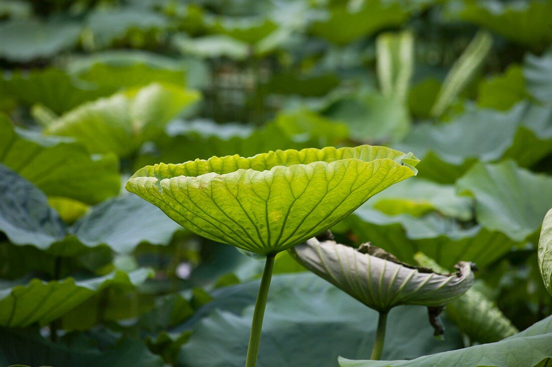 Many lotus leaves