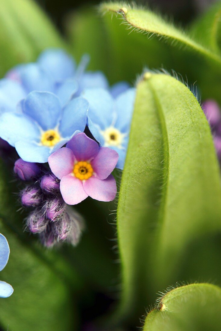 Flowering forget-me-nots (close-up)