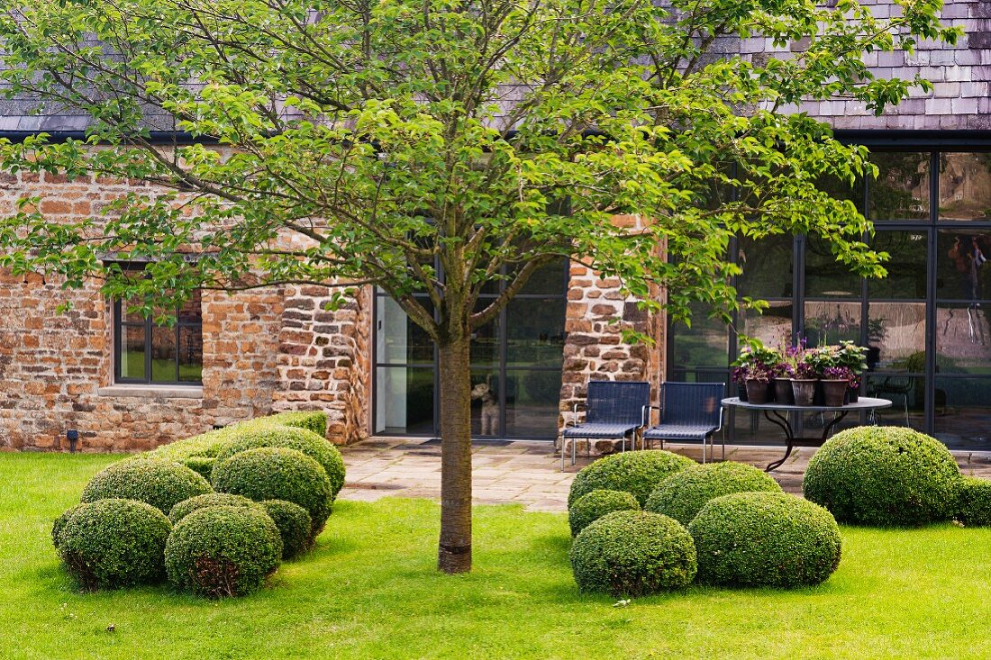 View across lawn with deciduous tree and box balls to converted stone facade of English barn