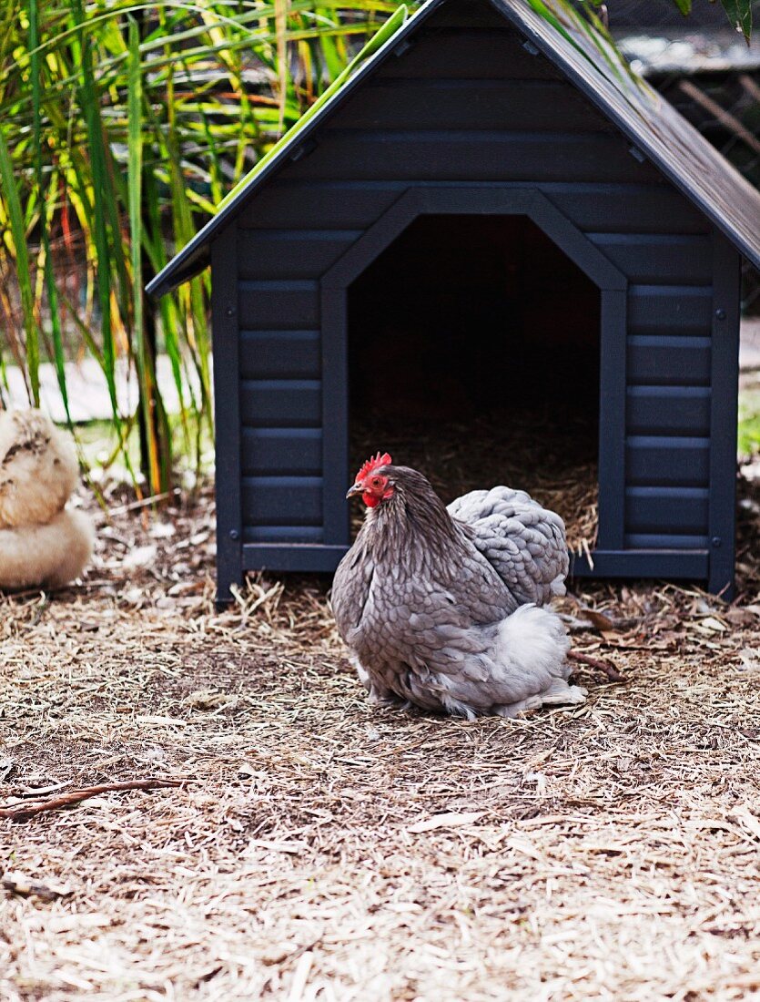 Dunkelblauer Hühnerstall mit davor sitzendem Huhn
