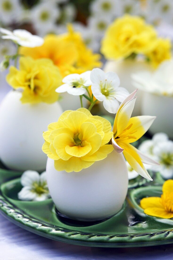 Eier als Minivasen mit Wildtulpe, Primel & Steinbrechblüten