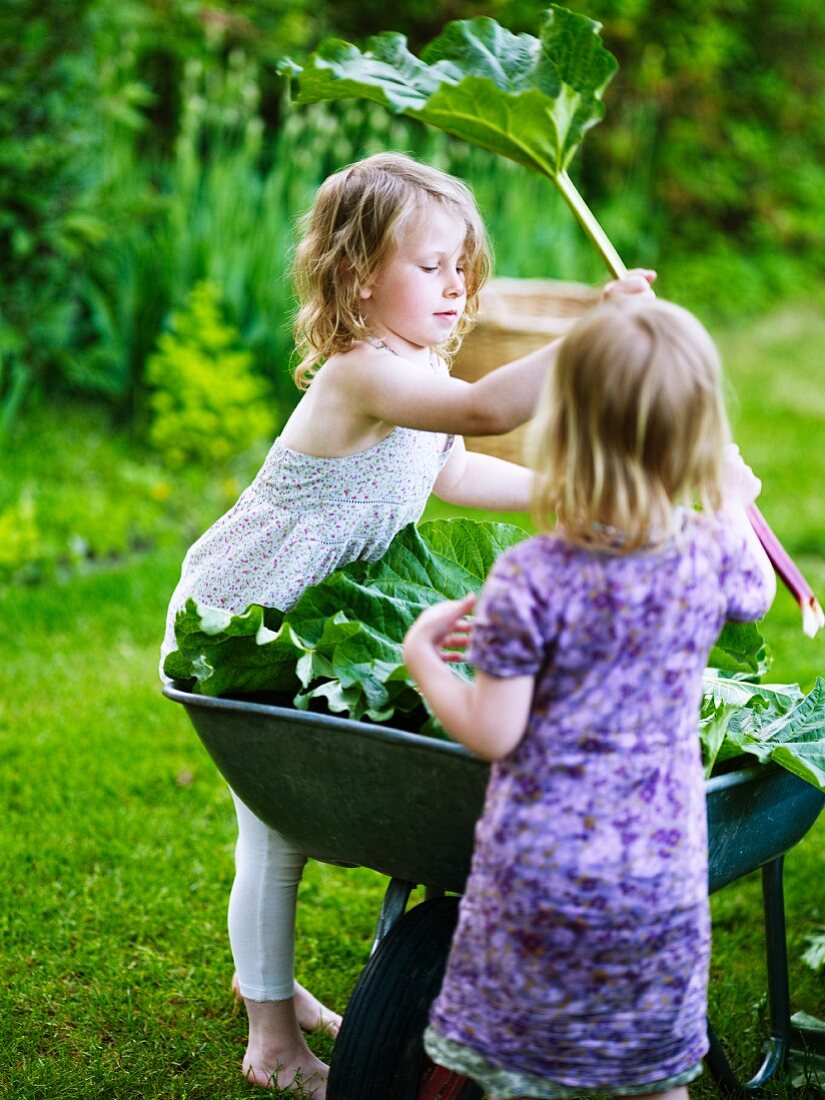 Zwei kleine Mädchen ernten Rhabarber im Garten