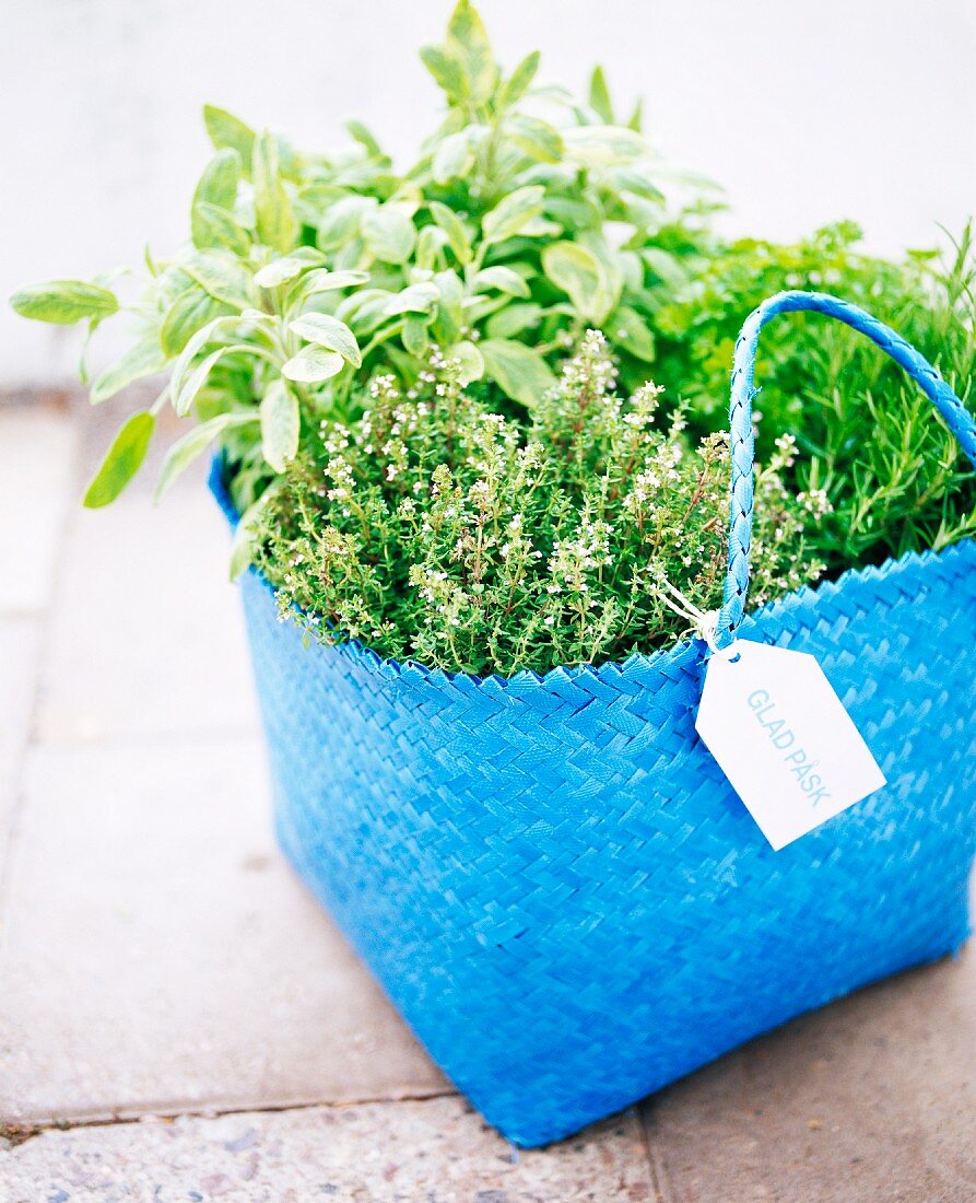 Fresh herbs in a blue basket.