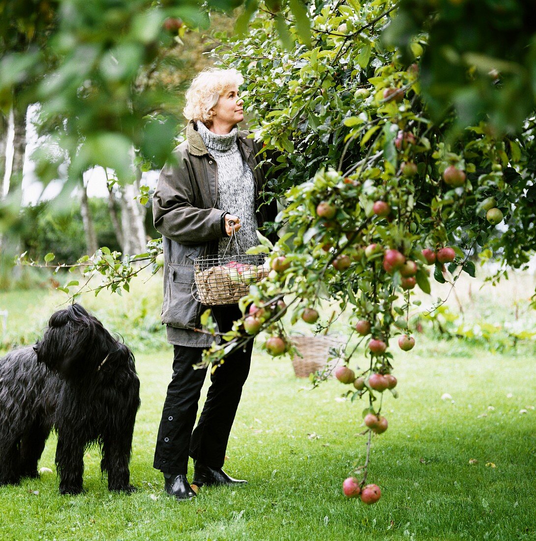 Frau mit Hund pflückt Äpfel vom Baum