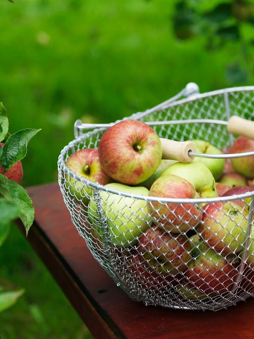 Äpfel im Drahtkorb auf Gartentisch