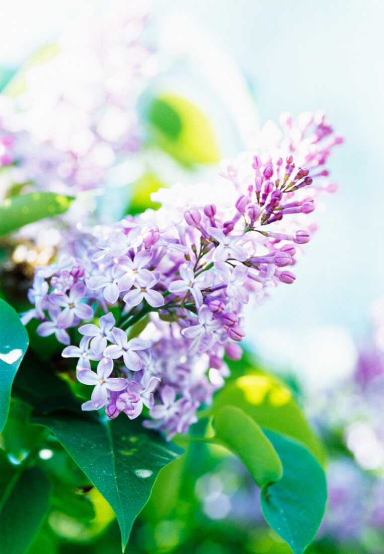 Close-up of lilac flowering