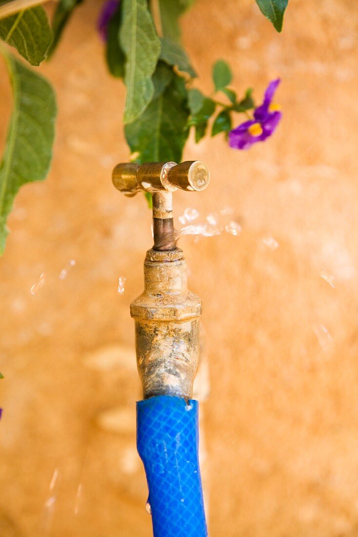 Close-up view of tap with garden hose