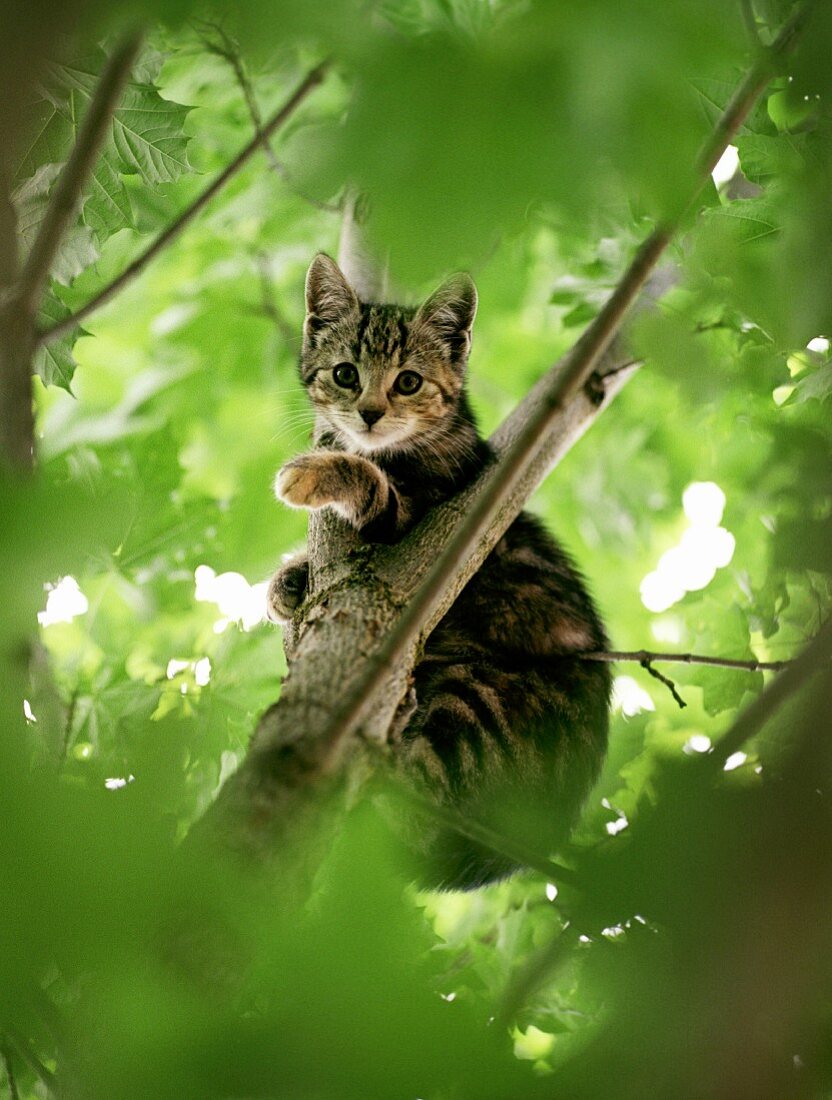 Junge Katze auf Baum