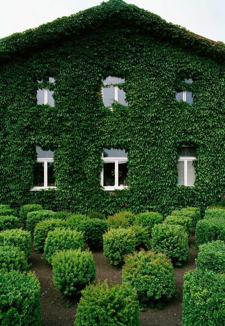 Ivy-covered house facade