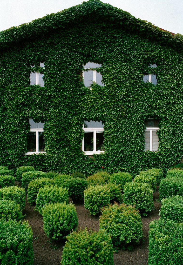 Mit Efeu bewachsenes Haus