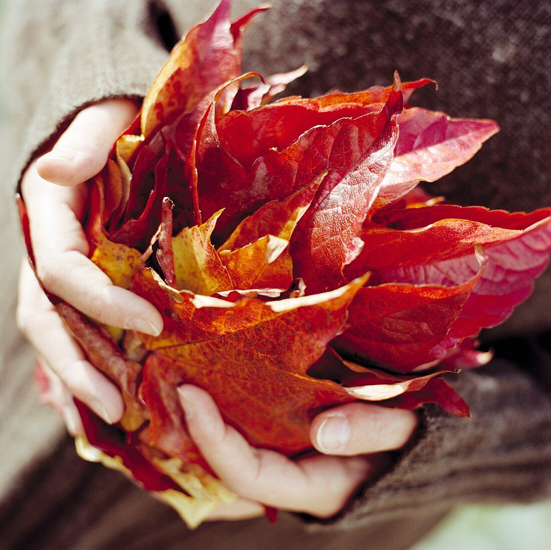 Red autumn maple leaves held in woman's hands