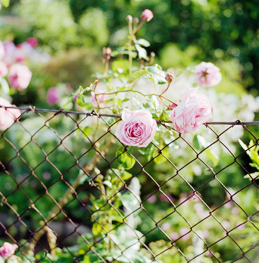 Rose bush leaning over wire mesh fence
