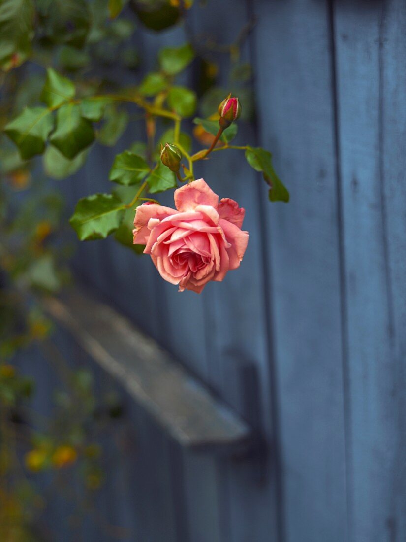 Climbing rose in front of blue-stained wooden fence