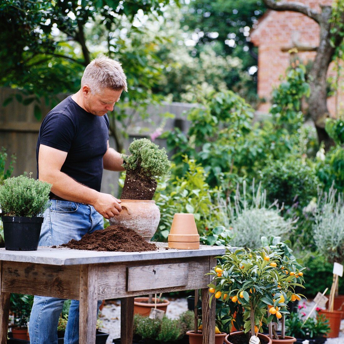 Man repotting thyme in garden