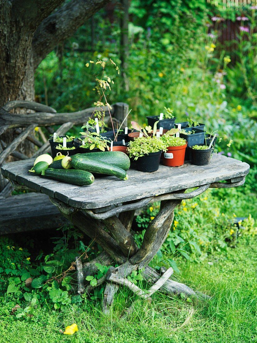 Pflanzen & frisch geerntetes Gemüse auf Gartentisch