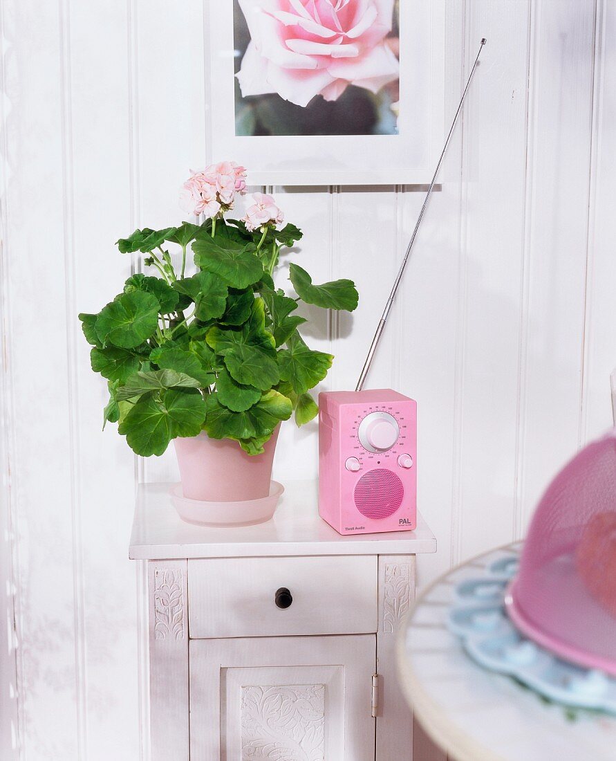 A pink radio and a pelargonia