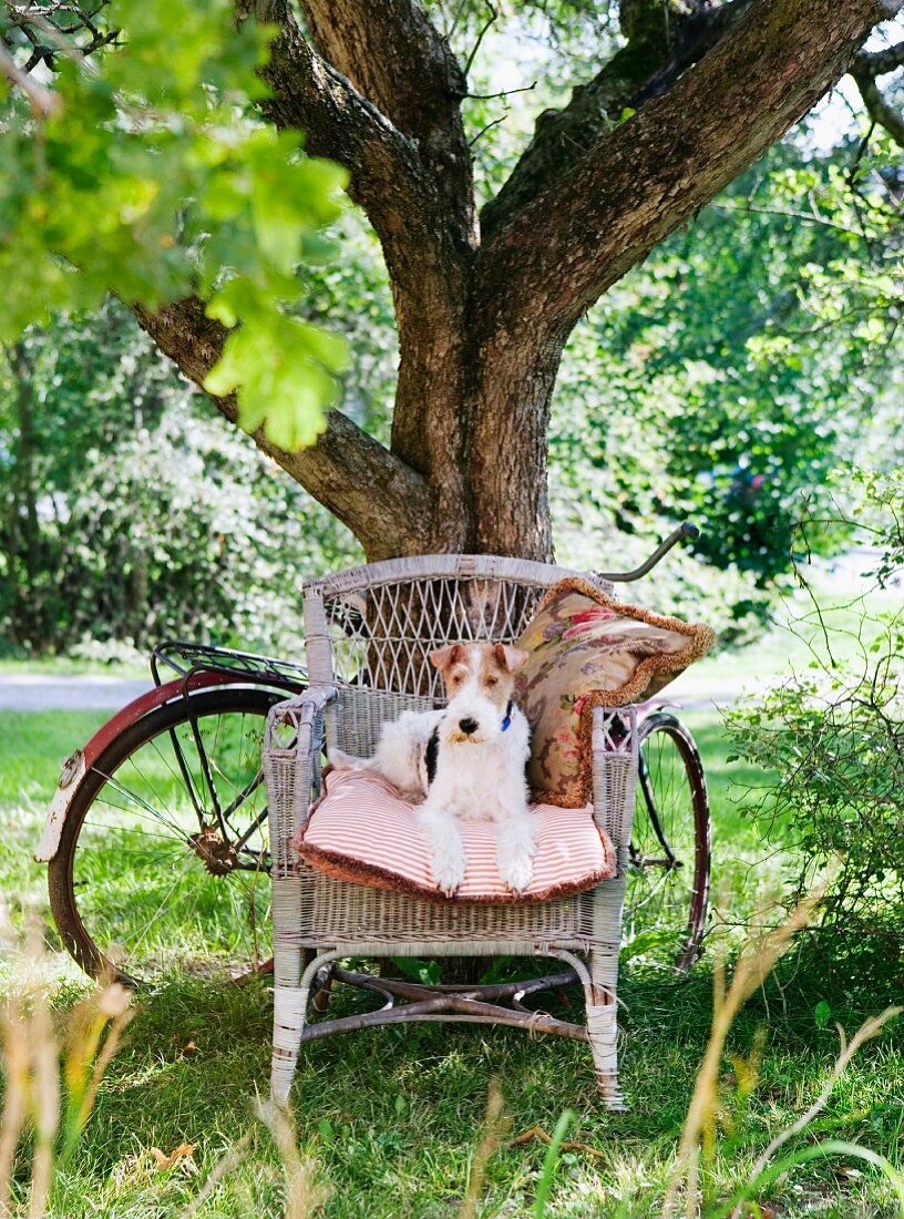 Dog on wicker chair beneath tree and bicycle leaning on tree trunk